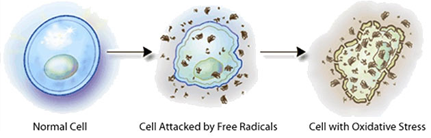 what does free radical damage look like? free radicals damage everything they contact. Antioxidants are the scavengers that fill in missing electrons to stop damage from occuring. 